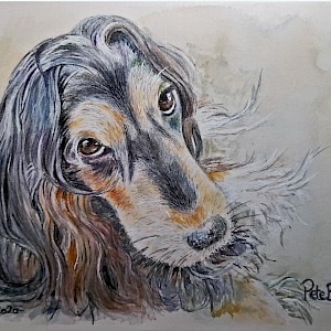 Pippa: Watercolour on 140lb hot pressed paper