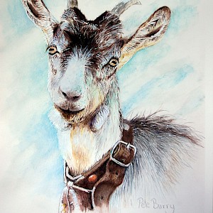 Mountain Goat: Watercolour on 140lb hot pressed paper